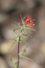 Castilleja bryantii