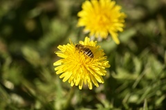 Apis mellifera