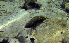 Epinephelus adscensionis