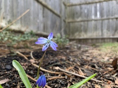 Scilla siberica