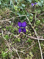 Viola sororia