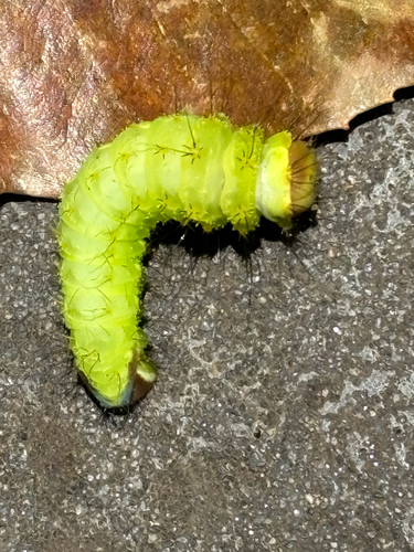 Actias aliena aliena