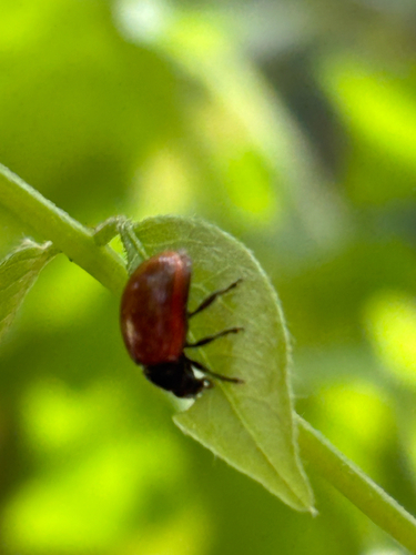 Gonioctena rubripennis