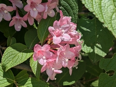 plant 0302, CC BY, iNaturalist via GBIF Weigela hortensis, photograph plant 0302, CC BY, iNaturalist via GBIF