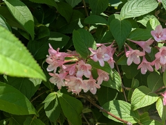 plant 0302, CC BY, iNaturalist via GBIF Weigela hortensis, photograph plant 0302, CC BY, iNaturalist via GBIF
