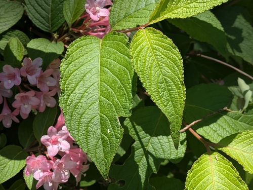 Weigela hortensis, photograph 6