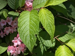 Weigela hortensis, photograph plant 0302, CC BY, iNaturalist via GBIF