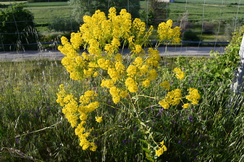 woad