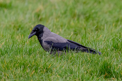 Corvus cornix