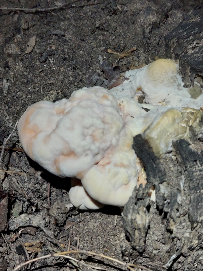 White-pored Chicken of the Woods · May 2026 · photo: Photo: no rights reserved · iNaturalist