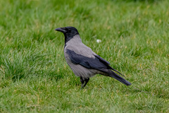 Corvus cornix