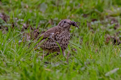 Turdus viscivorus