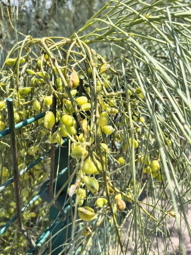 Retama monosperma, photograph 3