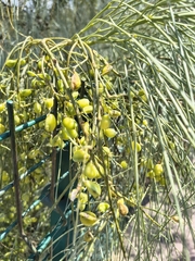 Retama monosperma, photograph (c) Tracy Gould, some rights reserved (CC BY)