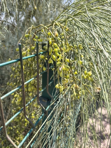 Retama monosperma, photograph 4