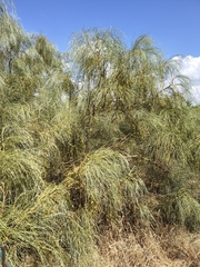 Retama monosperma, photograph (c) Tracy Gould, some rights reserved (CC BY)
