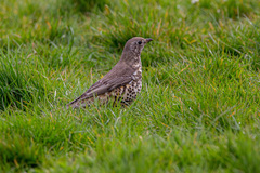 Turdus viscivorus