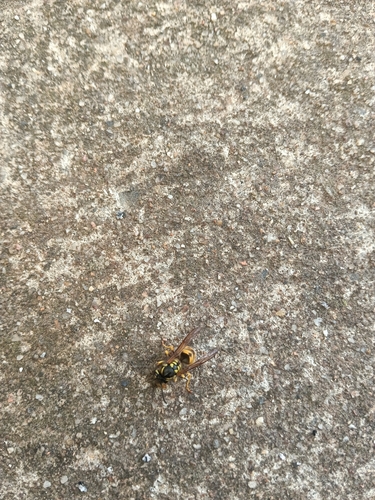 German Yellowjacket