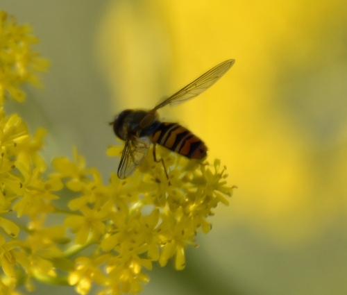 Marmalade Hover Fly