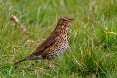 Turdus philomelos