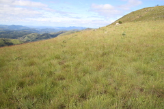 Protea caffra falcata
