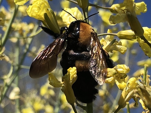 Valley Carpenter Bee photographed in Arizona