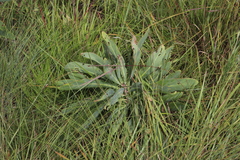 Protea caffra falcata
