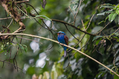 Blue-Headed Bee-Eater photo 4