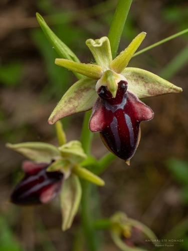 Bosom Orchid