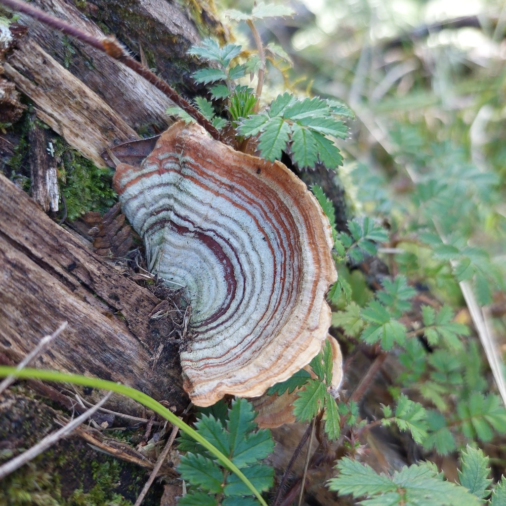 Stereum ostrea · April 2026 · photo: © catchwords (iNaturalist, cc-by)