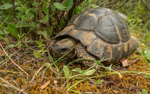 Marginated Tortoise