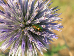 Cryptocephalus sericeus