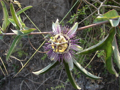 Passiflora mooreana