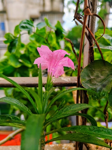 Mexican Ruellia