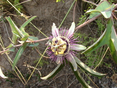 Passiflora mooreana
