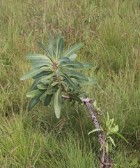 Protea caffra falcata