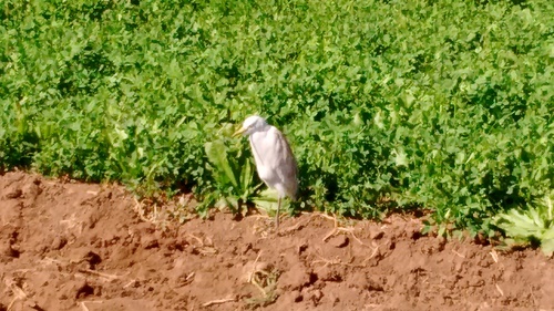 Western Cattle-Egret
