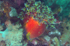 Pseudocolochirus violaceus