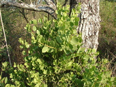 Maytenus vitis-idaea