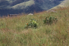 Protea caffra falcata