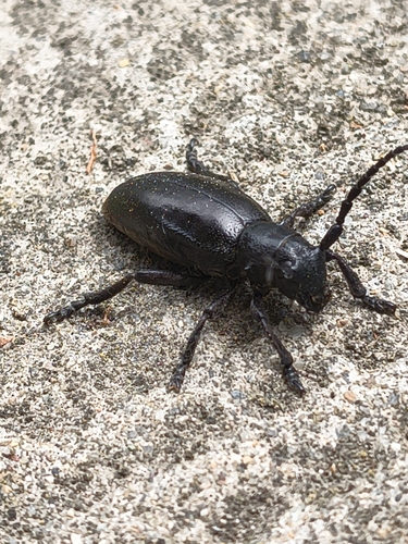 Dorcadion aethiops