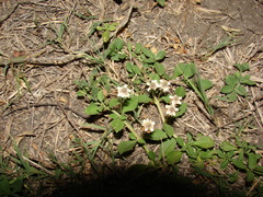 Phyla nodiflora minor
