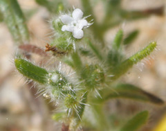 Cryptantha microstachys