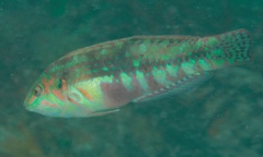 Halichoeres nebulosus
