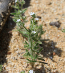 Cryptantha microstachys
