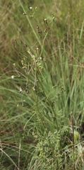 Senecio rhyncholaenus