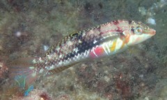 Halichoeres nebulosus