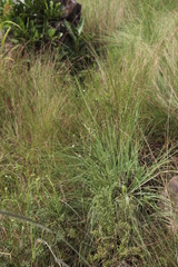 Senecio rhyncholaenus