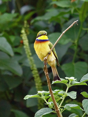 Blue-breasted Bee-eater