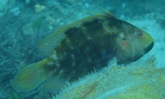 Pteragogus enneacanthus